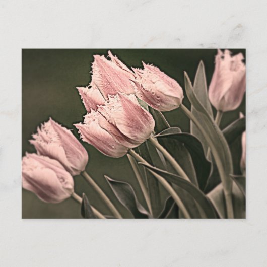 Stilisierte Tulips Postkarte (Vorderseite)