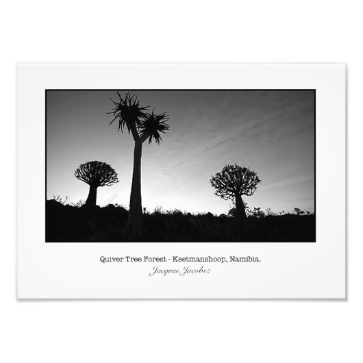 Stille Bäume bei Sonnenuntergang Fotodruck (Vorne)