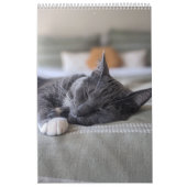 Stille Katze Kalender (Titelbild)