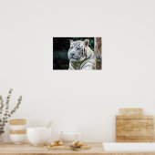 Stille Kraft - Weißer Tiger im Schatten Poster (Küche)