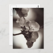 Stille Schönheit Postkarte (Vorne/Hinten)