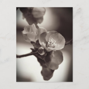 Stille Schönheit Postkarte