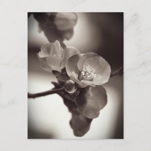 Stille Schönheit Postkarte (Vorderseite)