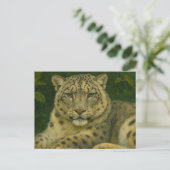 Stille Uhr - Schneeleopard im Waldlicht Postkarte (Stehend Vorderseite)