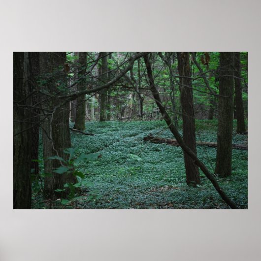 Stille Wälder Poster (Vorne)