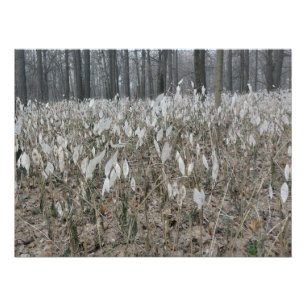 Stille Waldstille Poster