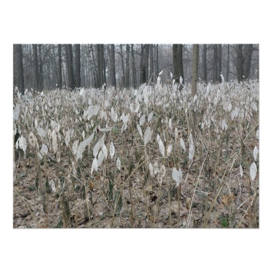 Stille Waldstille Poster (Vorderseite)