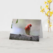 Stille Wunder leere Grußkarte Finch House Karte (Gelbe Blume)