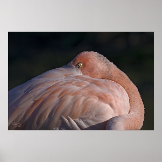Stillen Flamingo Print Poster (Vorne)