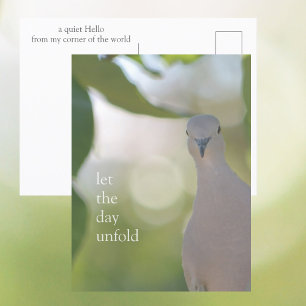 Stiller Vogelmoment – Lass den Tag entfalten Taube Postkarte