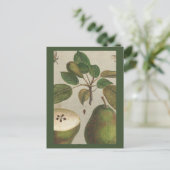 Stillleben der botanischen Fruchtbirne Postkarte (Stehend Vorderseite)