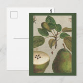Stillleben der botanischen Fruchtbirne Postkarte (Vorne/Hinten)