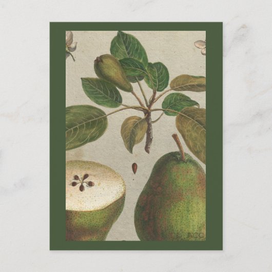 Stillleben der botanischen Fruchtbirne Postkarte (Vorderseite)