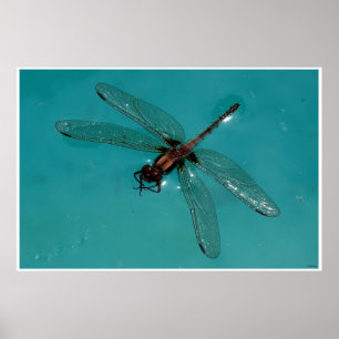 Stillleben der Libellen 2 Poster