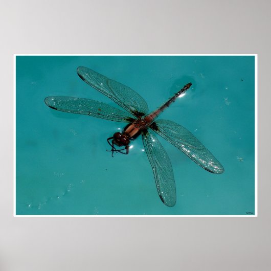 Stillleben der Libellen 2 Poster (Vorne)