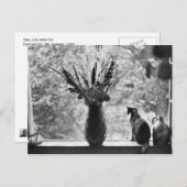 Stillleben mit Katze Postkarte (Vorne/Hinten)