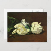 Stillleben, White Peony von Edouard Manet Postkarte (Vorne/Hinten)