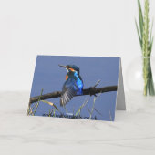 Stillstehende Eisvogel-Karte Karte (Rückseite)