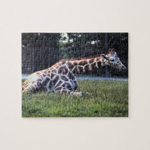 Stillstehende Giraffe Puzzle