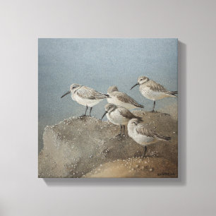 Stillstehende Malerei der Sanderlings-#2 von Leinwanddruck