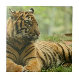 Stillstehende Tiger-Fliese Fliese