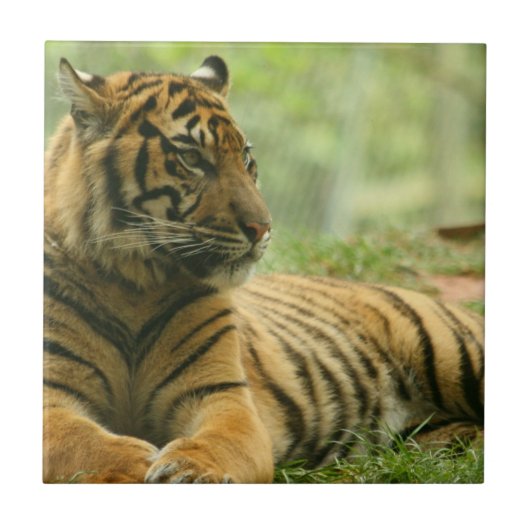 Stillstehende Tiger-Fliese Fliese (Vorderseite)