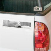 Stillstehender Eisbär Autoaufkleber (Auf Lkw)