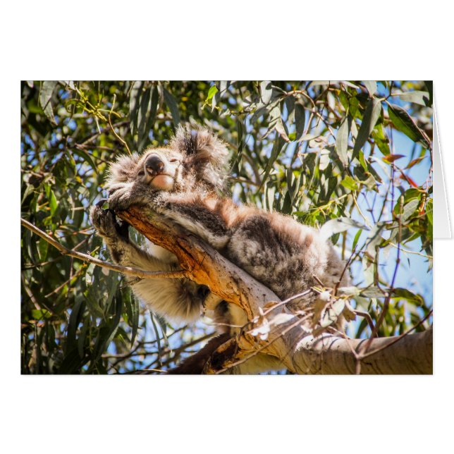 Stillstehender Koala (Vorderseite (Horizontal))