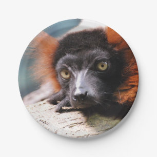 Stillstehender Rot getrumpfter Lemur Pappteller