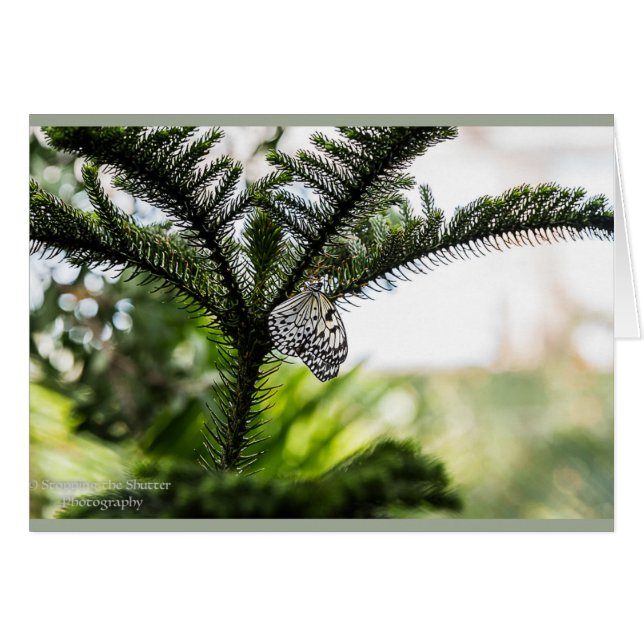 Stillstehender Schmetterling (Vorderseite (Horizontal))