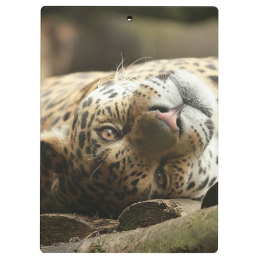 Stillstehendes Jaguar Klemmbrett (Rückseite)