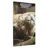 Stillstehendes Jaguar Klemmbrett (Rechts)