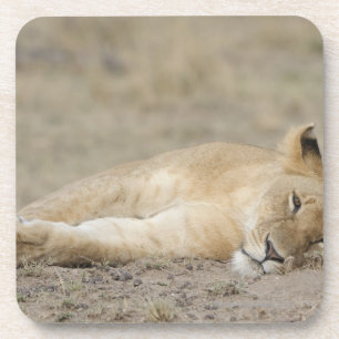 Stillstehendes Junges des Löwes (Panthera Löwe), Untersetzer