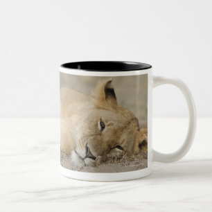 Stillstehendes Junges des Löwes (Panthera Löwe), Zweifarbige Tasse