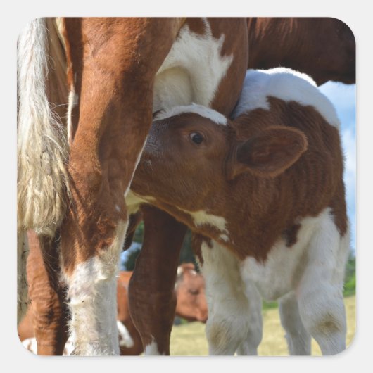 Stillung von Kalbssuckling Quadratischer Aufkleber (Vorderseite)