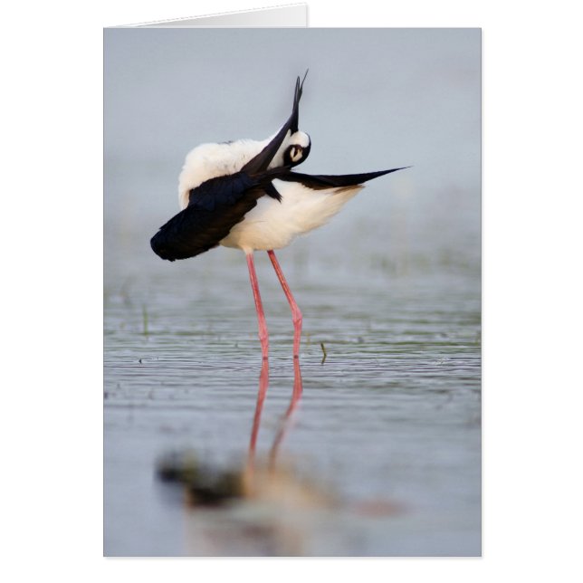 Stilt-Preening (Vorne)