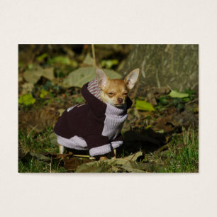 Stilvoll gekleidet Chihuahua Puppy