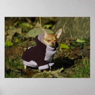 Stilvoll gekleidet Chihuahua Puppy Poster