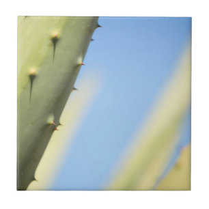 Stilvolle Green Aloe Blue Sky Espresso Fliese