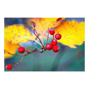 Stilvolle Hahnenbeeren im Herbst Fotodruck