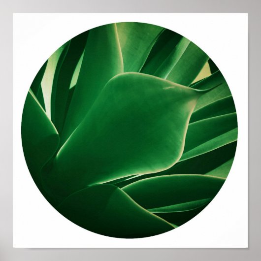 Stilvolle, hellgrüne Pflanze Sukkulentes Poster (Vorne)