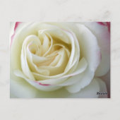 Stilvolle Mod Überraschung Whimsical Classy Destin Postkarte (Rückseite)