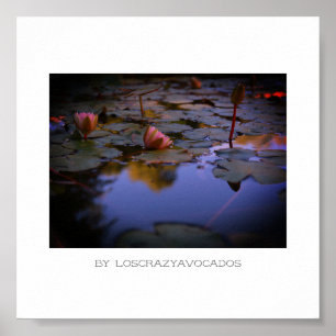 Stilvolle Pink Water Lily Blume Pond Poster