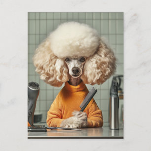 Stilvolle Poodle Grooming Session Postkarte