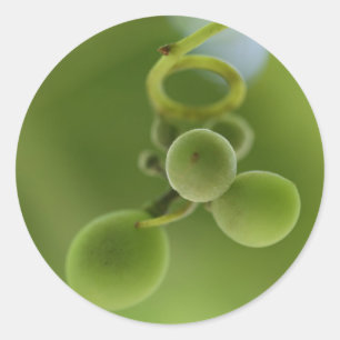 Stilvolle reiche grüne Trauben Rebsticker Runder Aufkleber