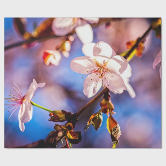 Stilvolle Sakura-Blüten Geschenkpapier (Flach)