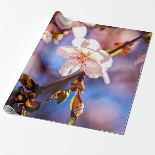 Stilvolle Sakura-Blüten Geschenkpapier (Ungerollt)