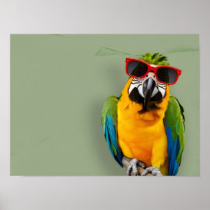 Stilvoller Papagei in der roten Sonnenbrille Poster