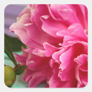 Stilvolles Fotografie Pink Peony Blume Foto Quadratischer Aufkleber