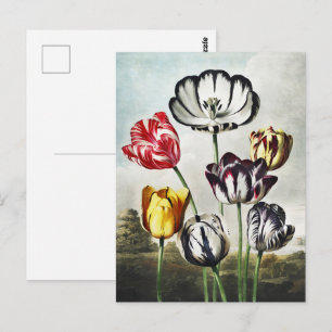 Stimmungsvolle Tulpen im Regency-Stil in Mehrfarbi Postkarte